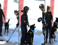Bizár z KHL: Policajný pes pohrýzol hráča priamo na ľade. Video sa stalo hitom internetu