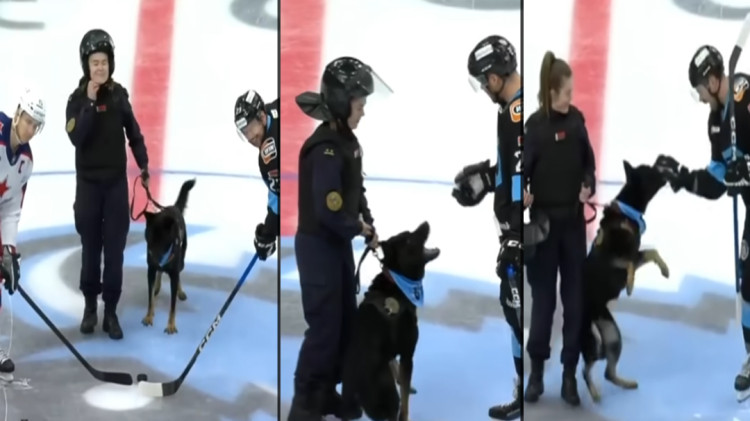 Bizár z KHL: Policajný pes pohrýzol hráča priamo na ľade. Video sa stalo hitom internetu